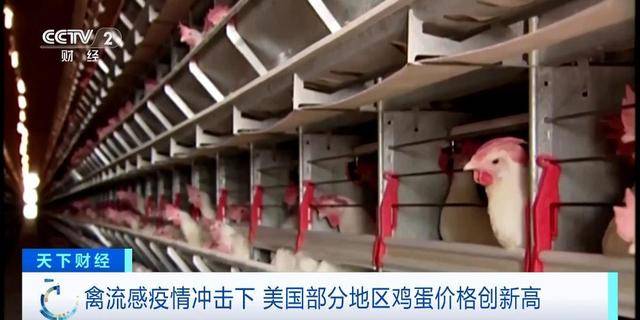 美国多地鸡蛋大幅涨价，一颗鸡蛋5块多人民币