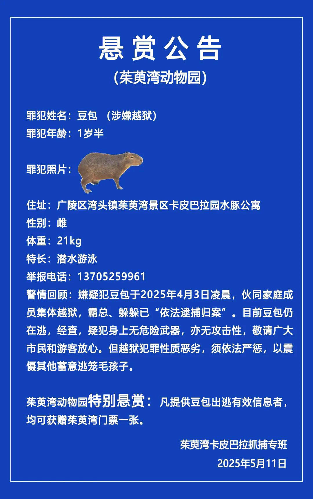 越狱在逃，必须严惩！“新顶流”水豚出逃，动物园趣发“悬赏公告”萌化全网