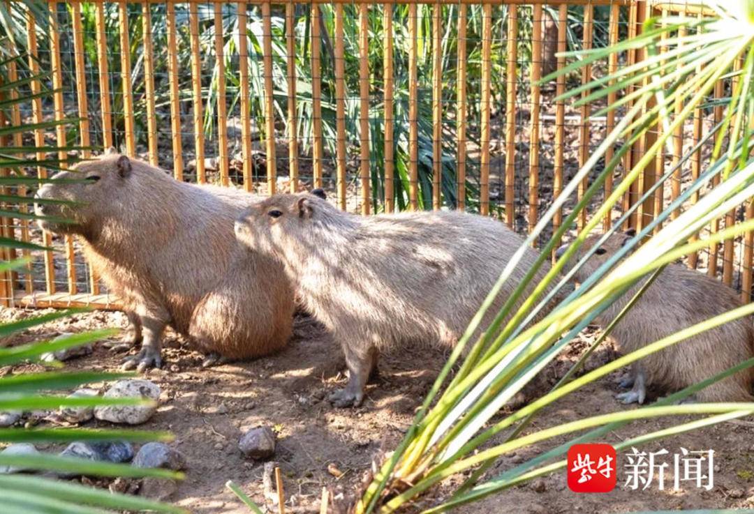 越狱在逃，必须严惩！“新顶流”水豚出逃，动物园趣发“悬赏公告”萌化全网