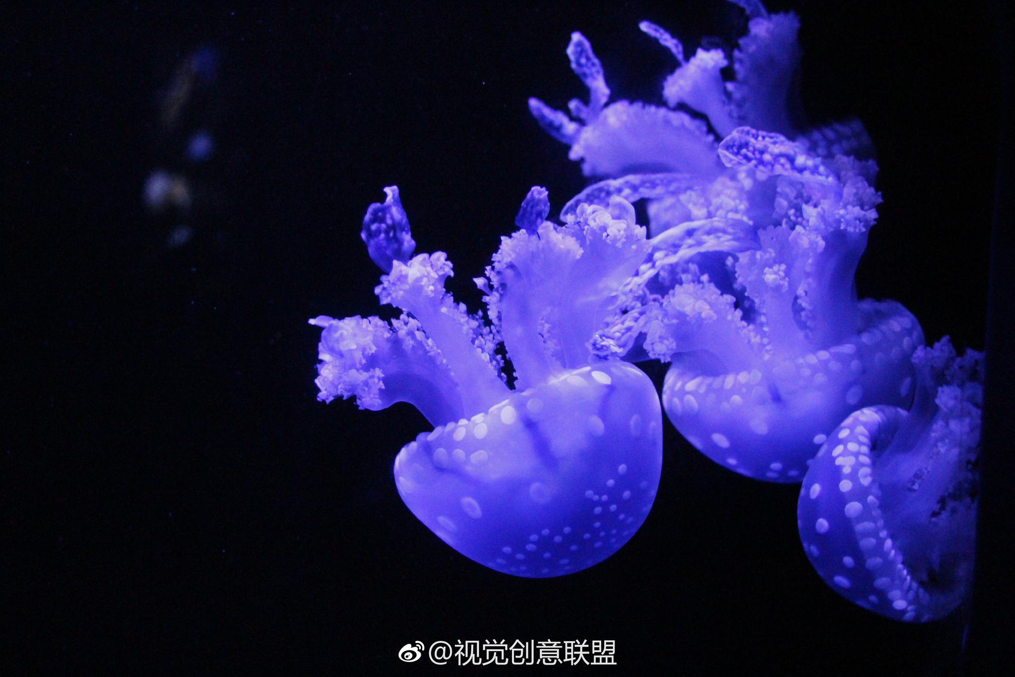 新浪水母理财(新浪水母理财app)