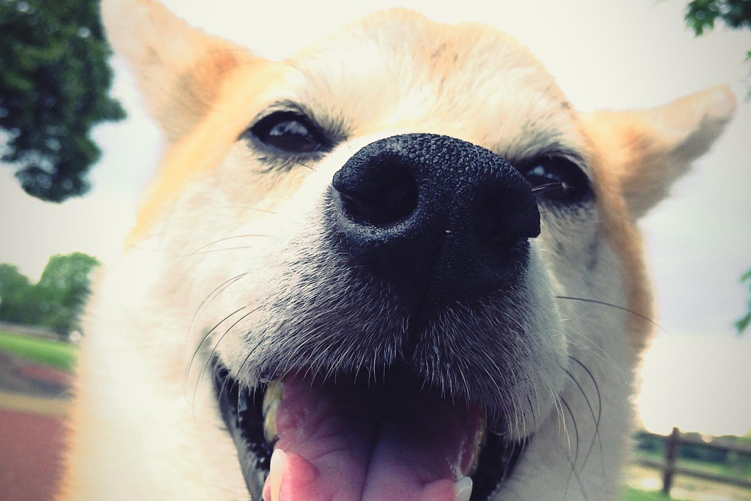 doge币最高价位是多少预测(doge币2021年能涨到多少)